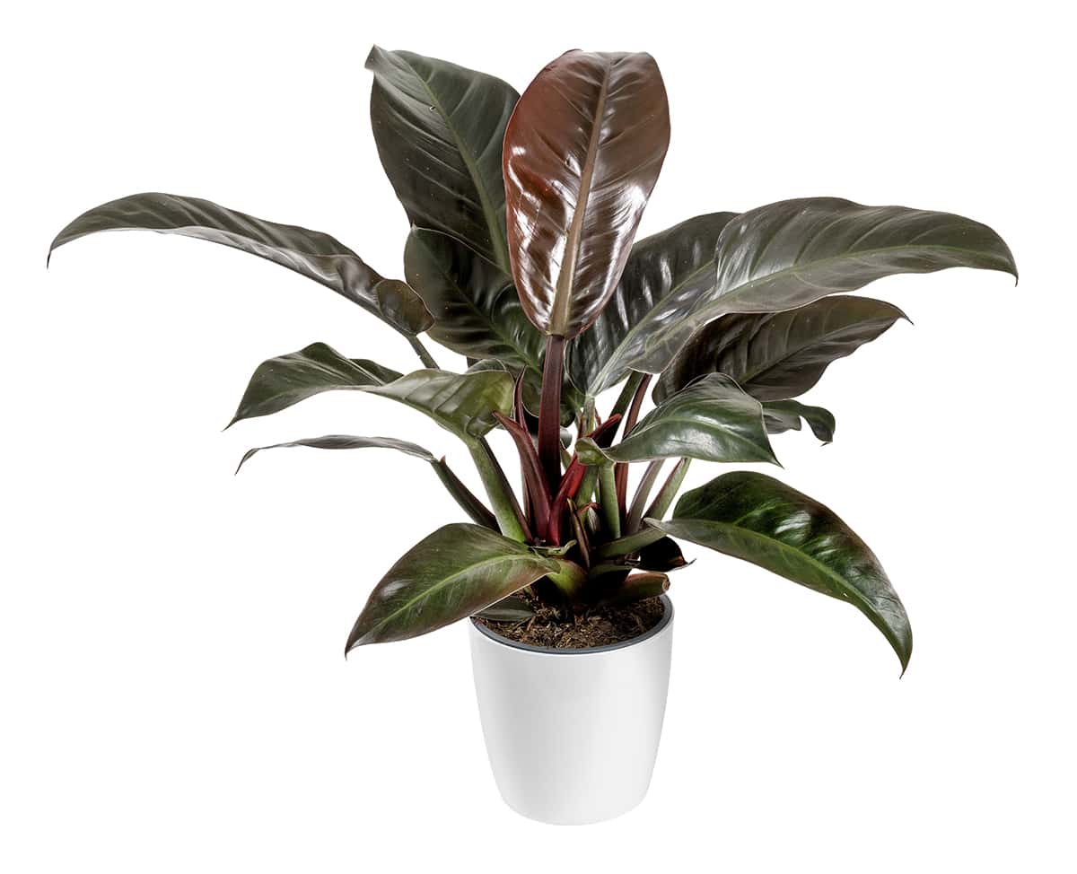 Philodendron ‘Imperial Red’