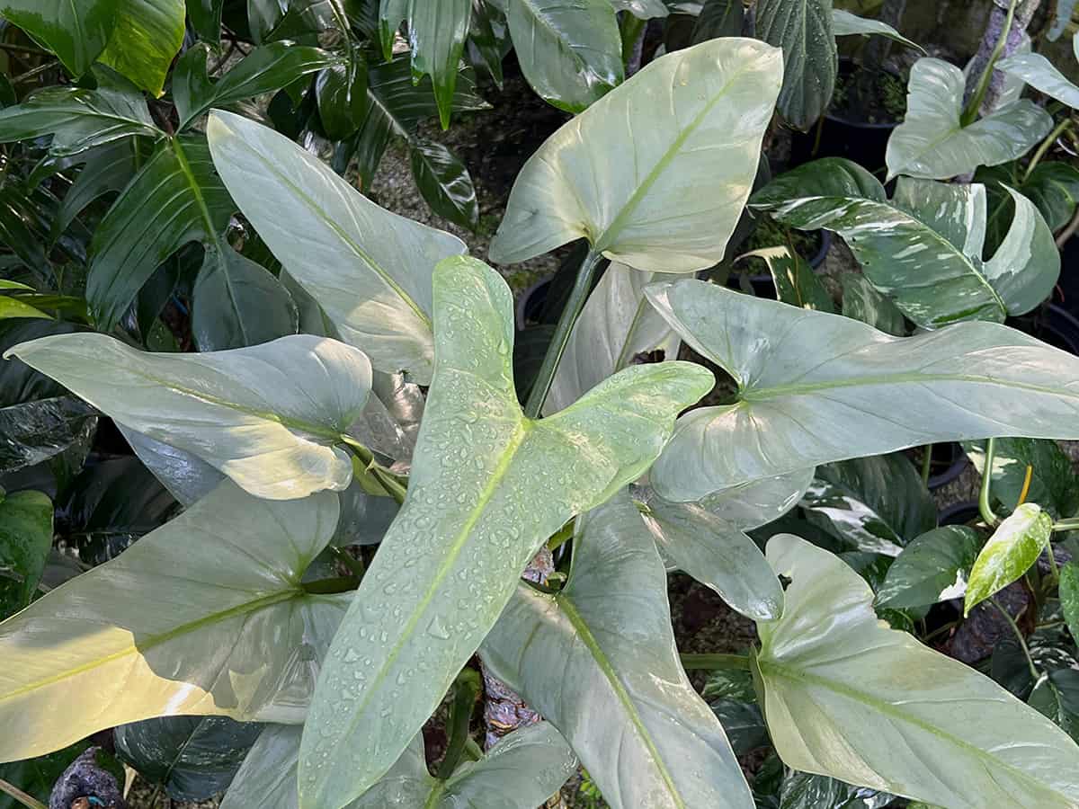 Philodendron ‘Silver Sword’ (Philodendron Hastatum)