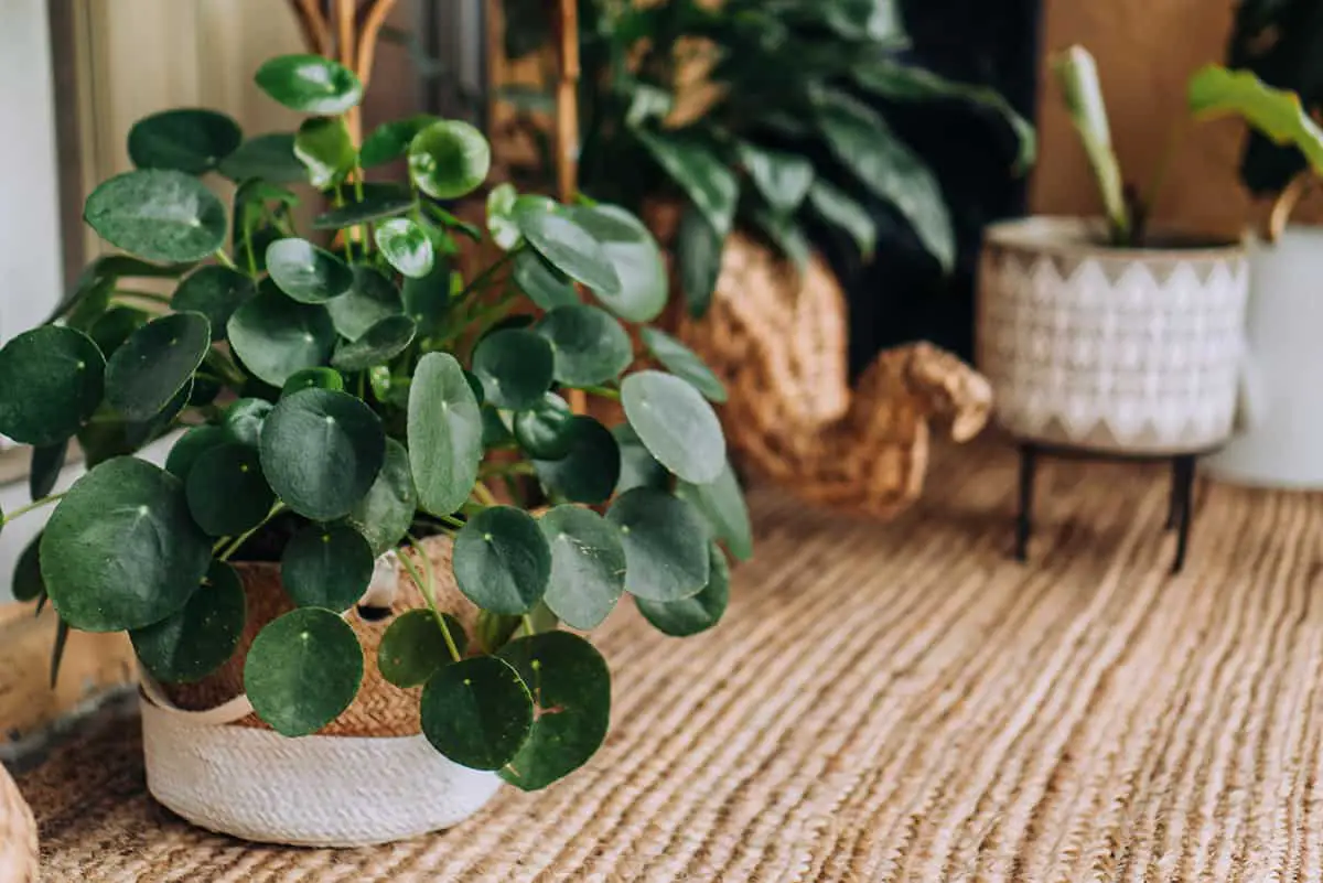 Pilea Peperomioides ‘Chinese Money Plant’