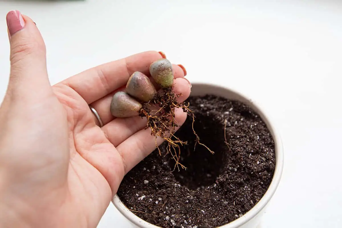 Planting and Caring For Lithops