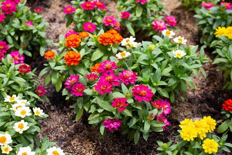 25 Colorful Plants & Flowers That Don’t Need Deadheading - Plantglossary