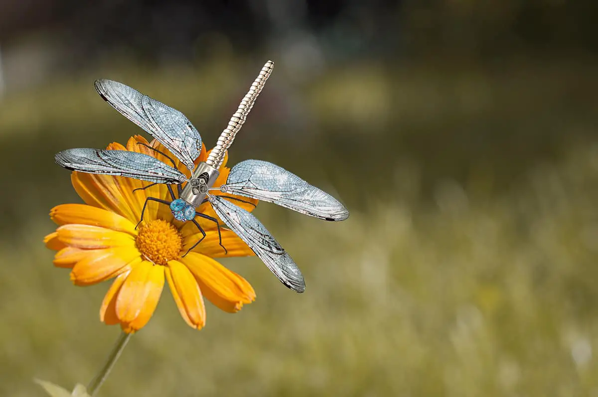 Plants that Attract Dragonflies