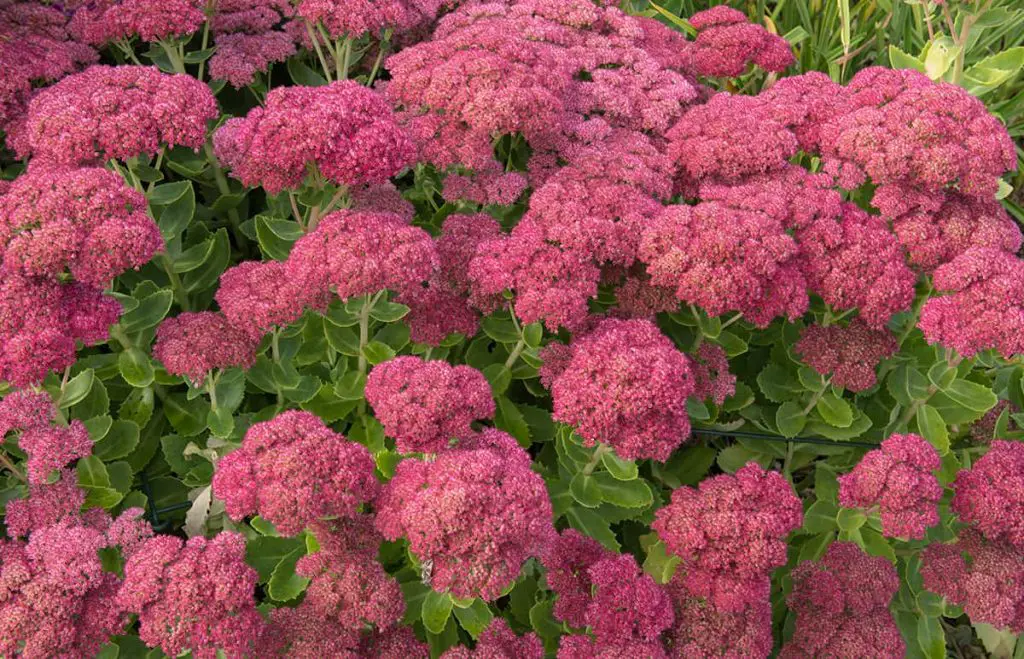 21 Hardy Plants that Thrive in Poor Soil - Plantglossary