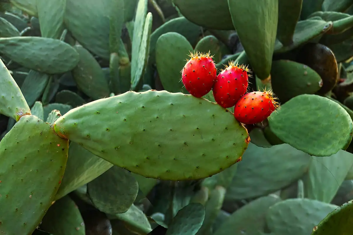Prickly Pear (Opuntia Spp)