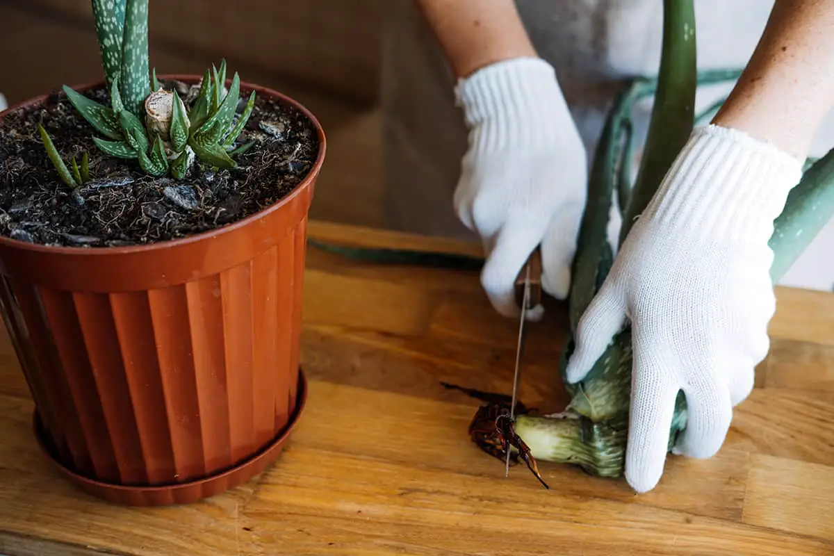 Propagating Aloe From Offsets