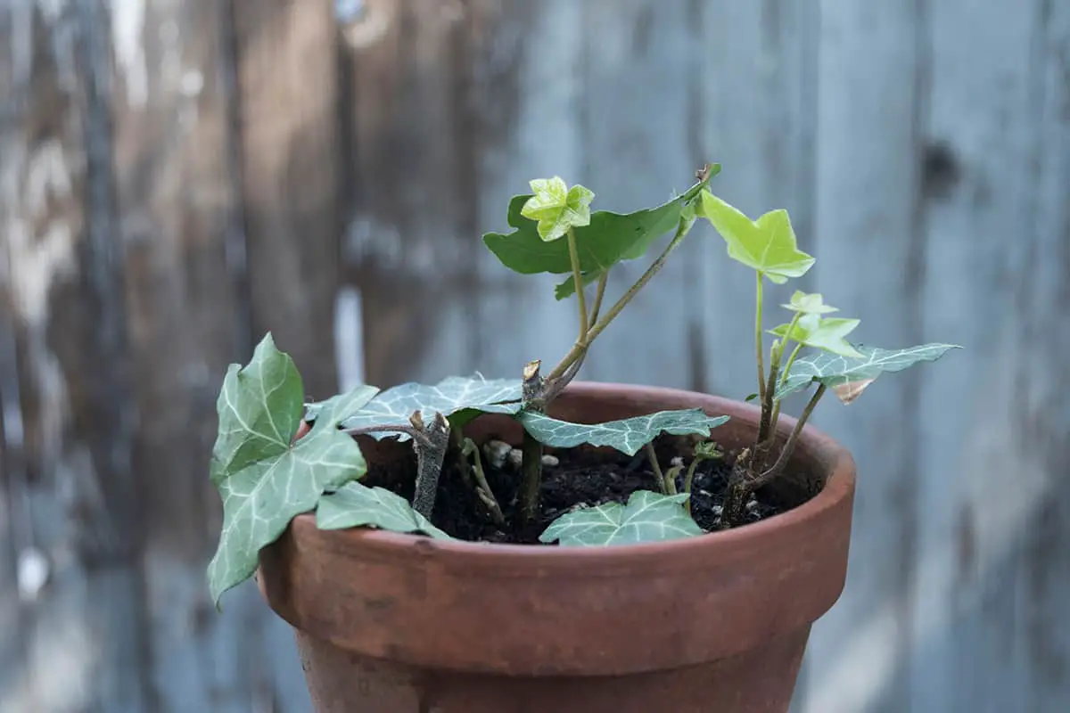 Propagating English Ivy in February