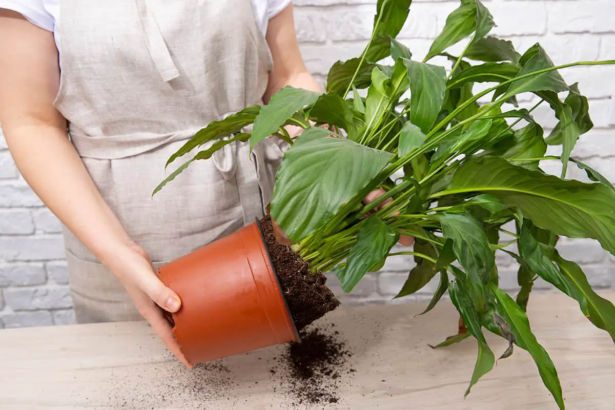 Repotting for Plant Health