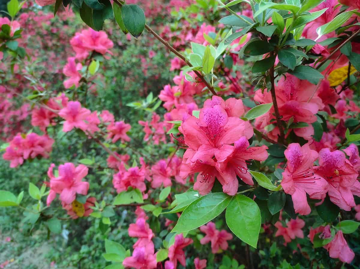 Rhododendron (Rhododendron Spp.)