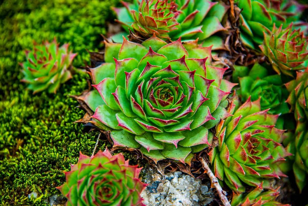 30 Stunning Varieties Of Hens And Chicks Plantglossary 30-stunning-varieties-of-hens-and-chicks-plantglossary