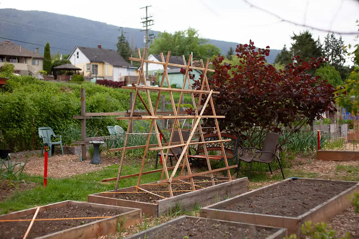 Setting Up Your Vertical Garden