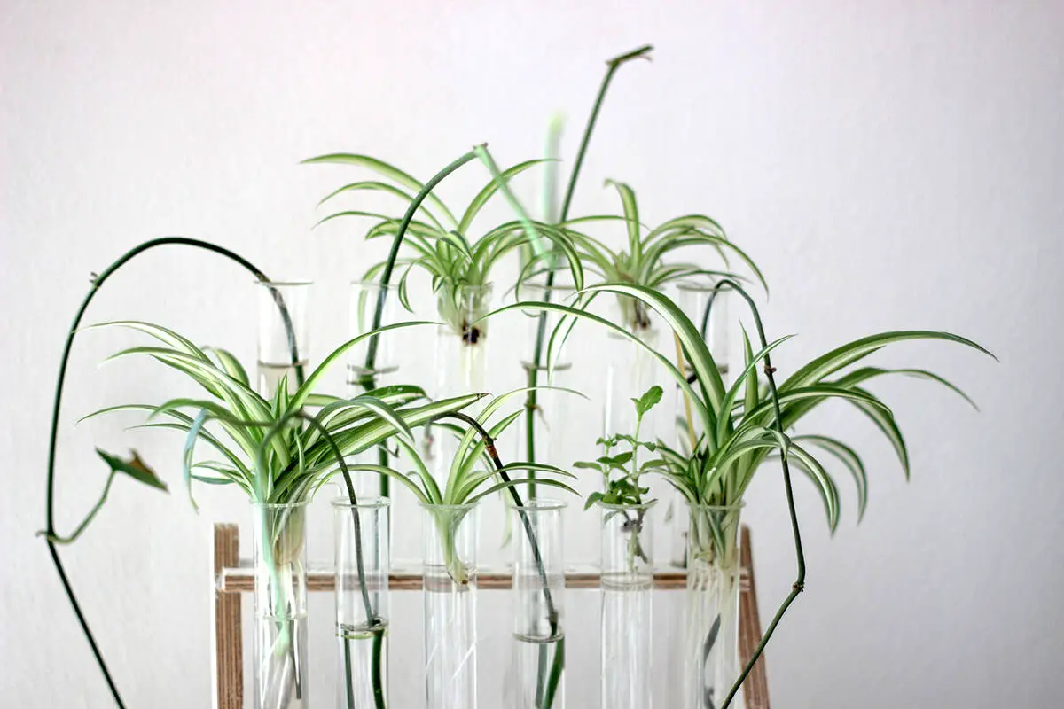 Spider Plant Propagation in February