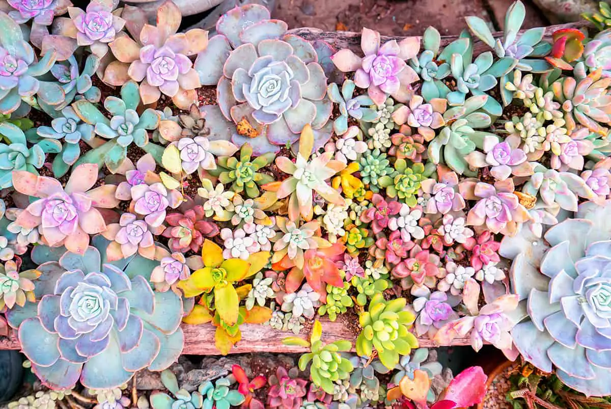 Succulents Come In An Array Of Colors