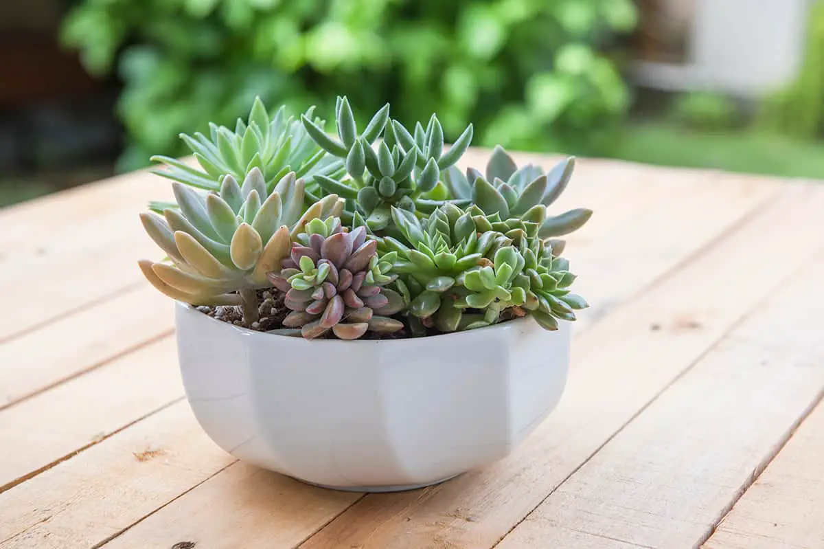 Succulents Store Water In Leaves And Stems