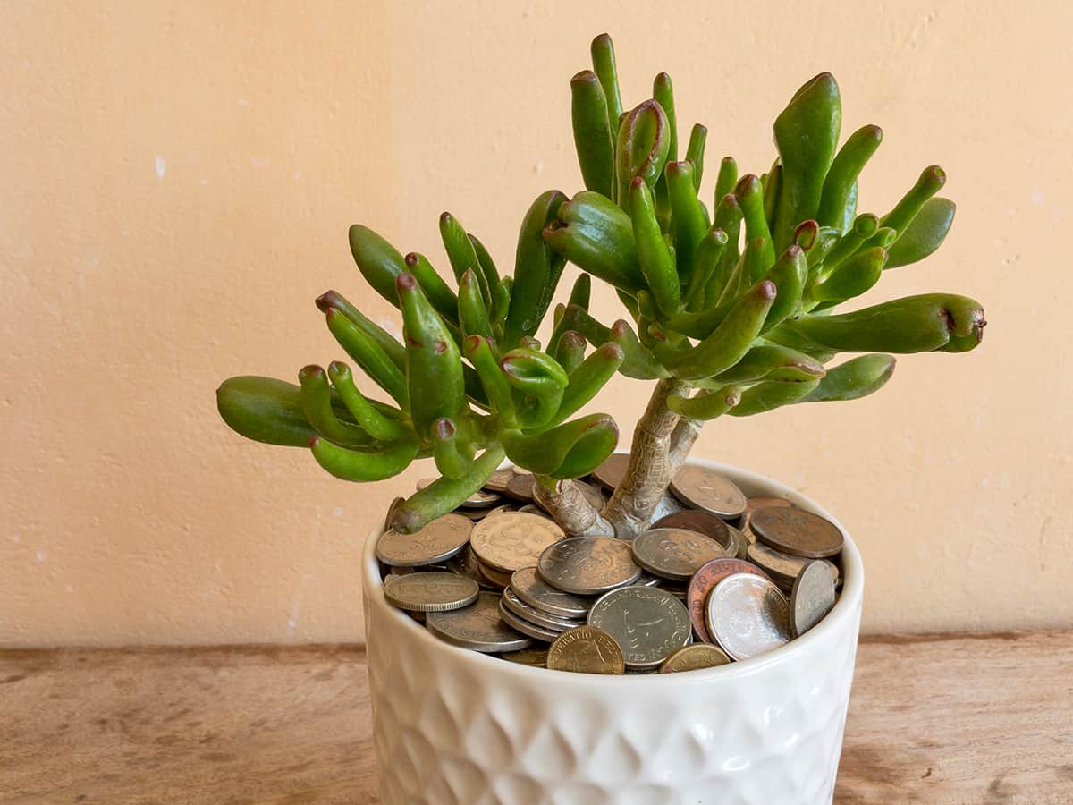 Succulents That Attract Money