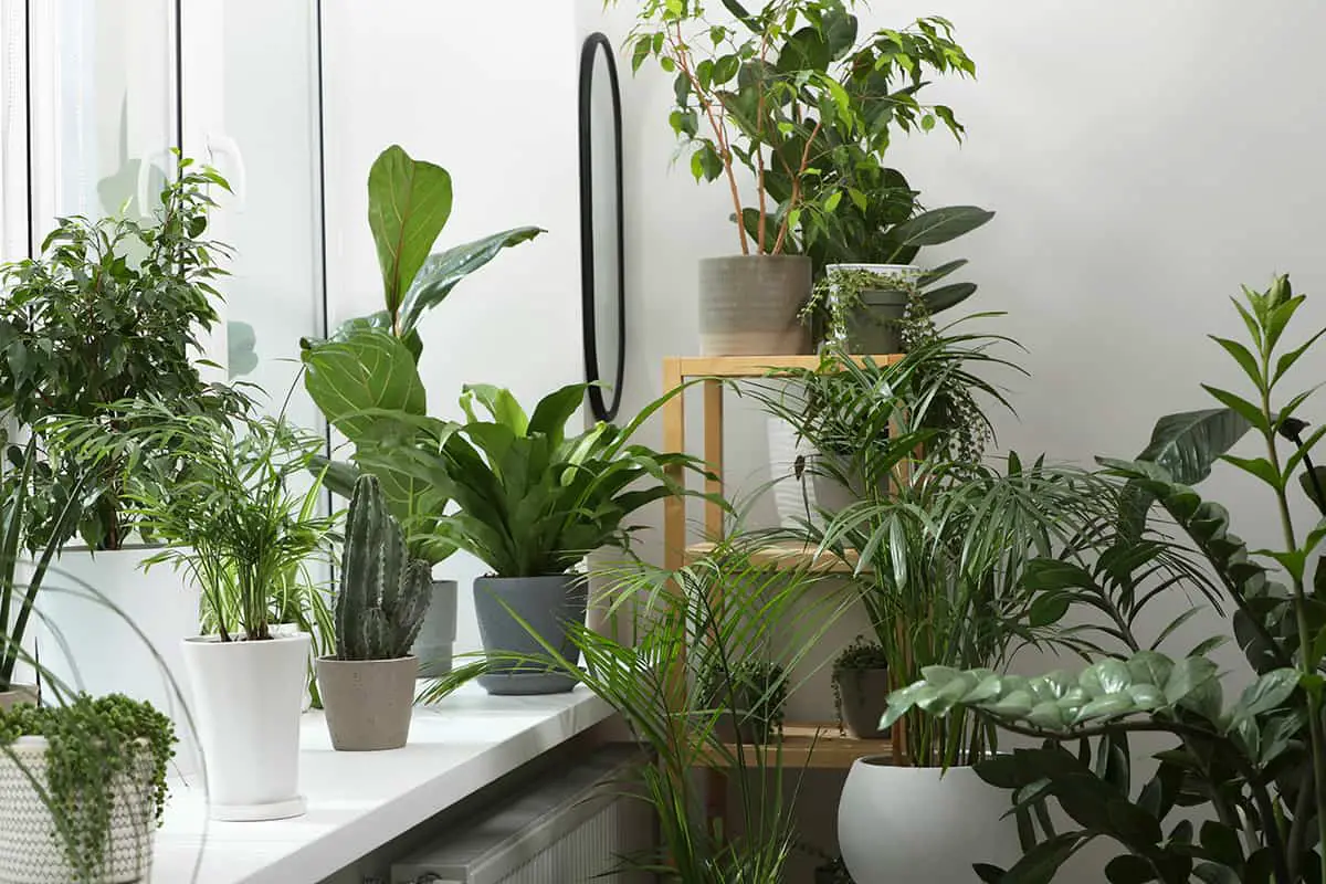 The More Plants, The Better The Air Purification