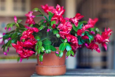Things Every Christmas Cactus Owner Needs To Know