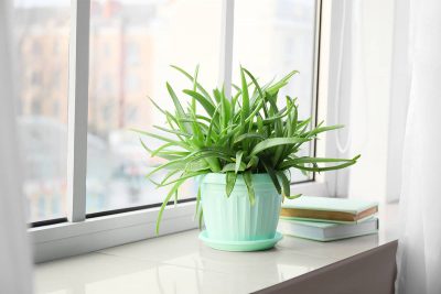 Things Everyone With An Aloe Plant Needs To Know