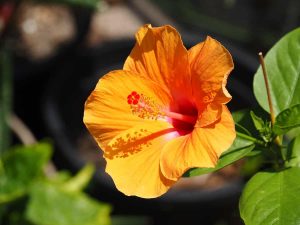 Tips to Keep Hibiscus Blooming