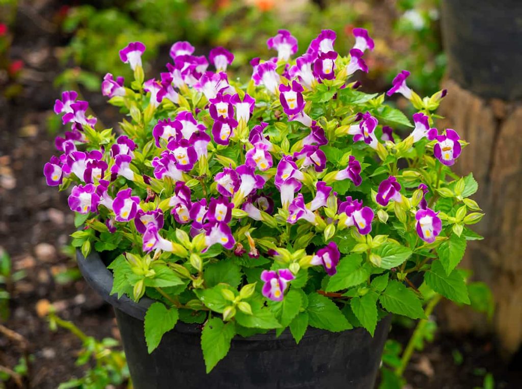 25 Colorful Plants & Flowers That Don’t Need Deadheading Plantglossary