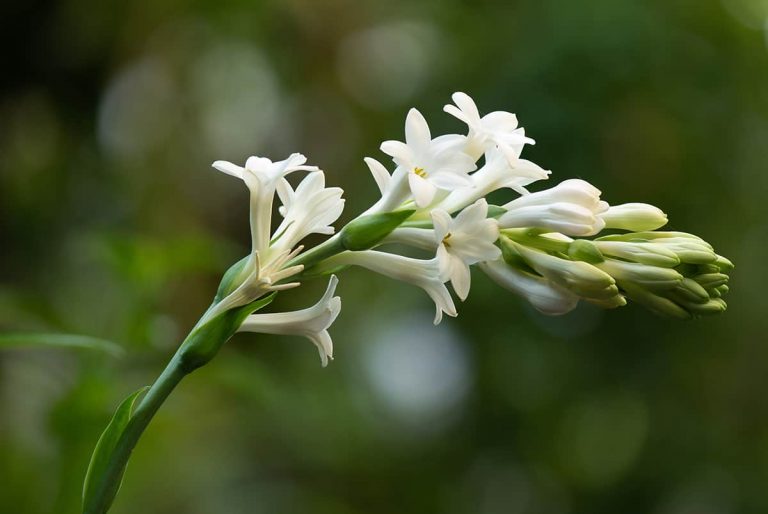 20 Fragrant Indoor Plants That Smell Good - Plantglossary