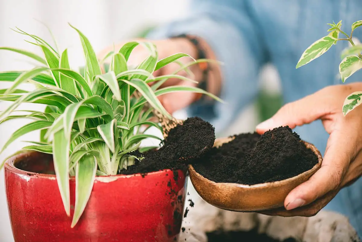 Use Coffee Grounds As A Fertilizer