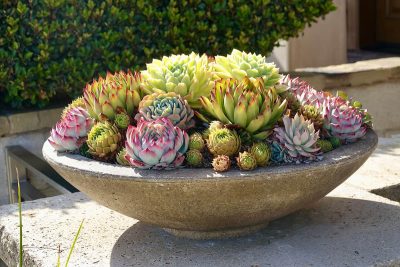 Varieties of Hens and Chicks