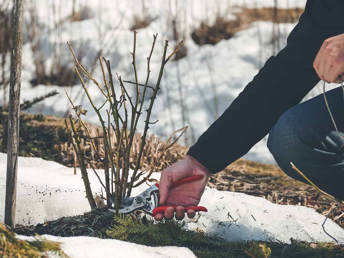 Winter Gardening Dos and Donts