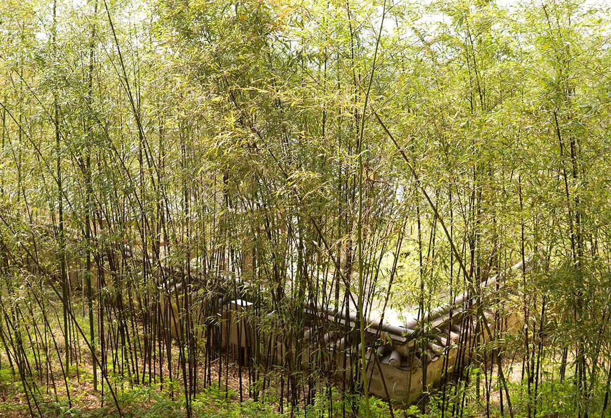 Bamboo (Phyllostachys Spp.)