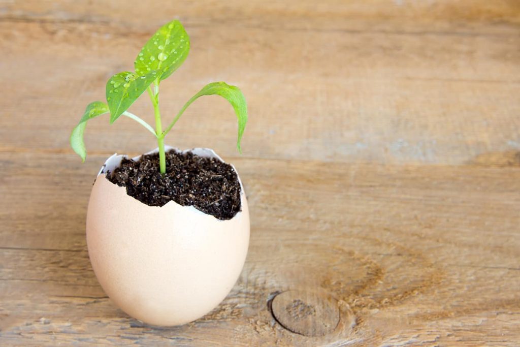 How to Use Egg Shells for Plants Plantglossary