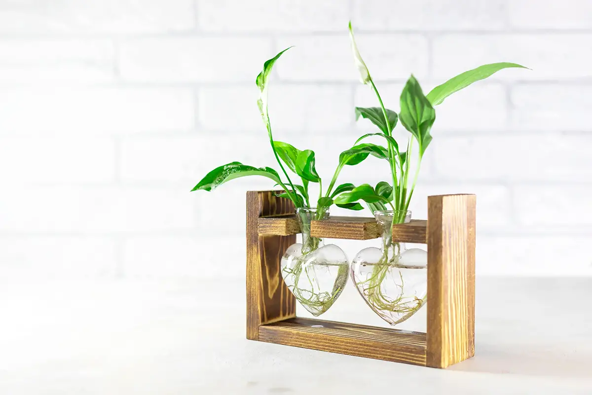 Benefits of Water Culture over Soil For Peace Lilies