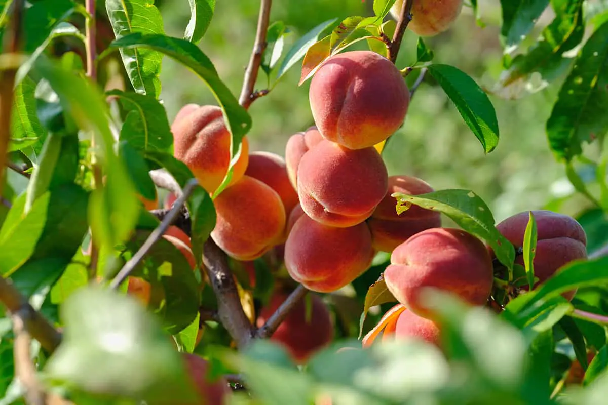 Boosting Fruit Production