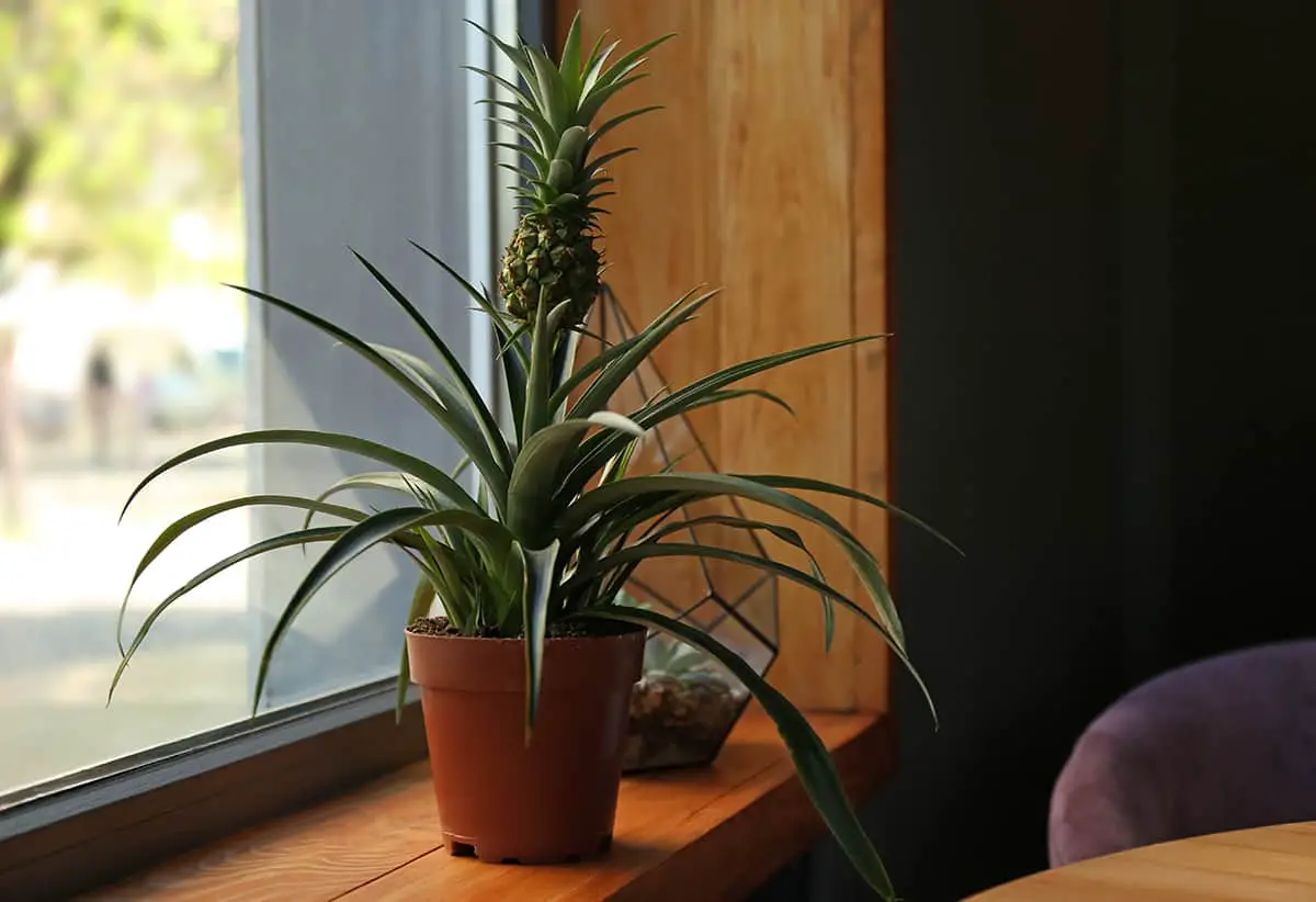 Caring for the Growing Pineapple Plant