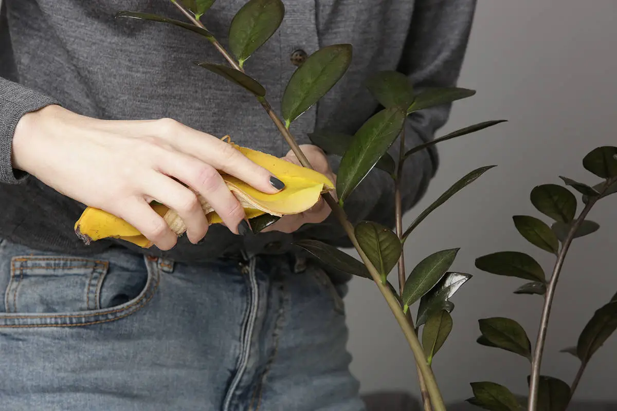 Cleaning Dust Off Houseplants