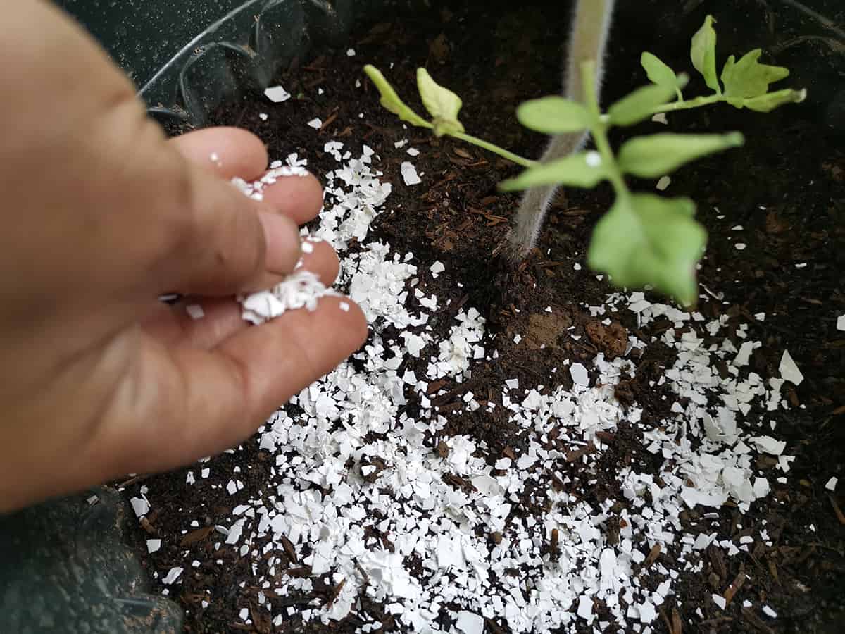Different Ways to Use Eggshells for Plants