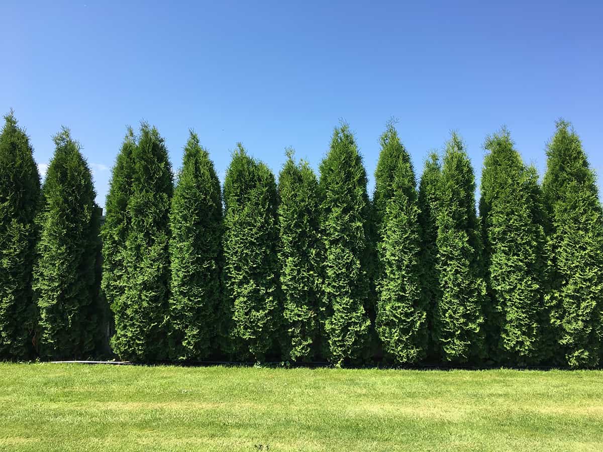 Green Giant Arborvitae (Thuja ‘Green Giant’)