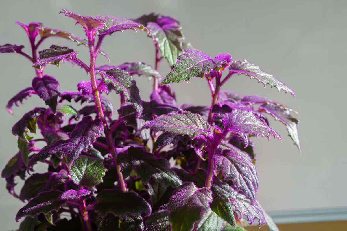 Gynura aurantiaca (Purple Velvet Plant)