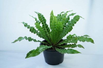 How to Care for a Crispy Wave Fern