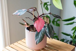 How to Care for a Philodendron Pink Princess