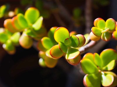 How to Get Red Tips on a Jade Plant