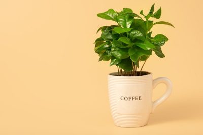 How to Grow a Coffee Plant Indoors