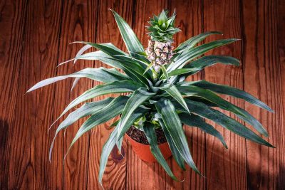 How to Grow a Pineapple Plant from a Pineapple Top