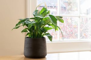 How to Grow and Care for a Peace Lily
