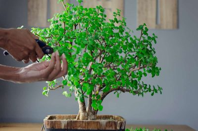 How to Prune a Jade Plant