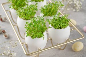 How to Use Egg Shells for Plants