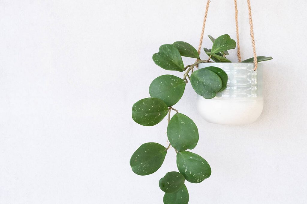 A Complete Guide to Growing and Caring For a Hoya Plant - Plantglossary