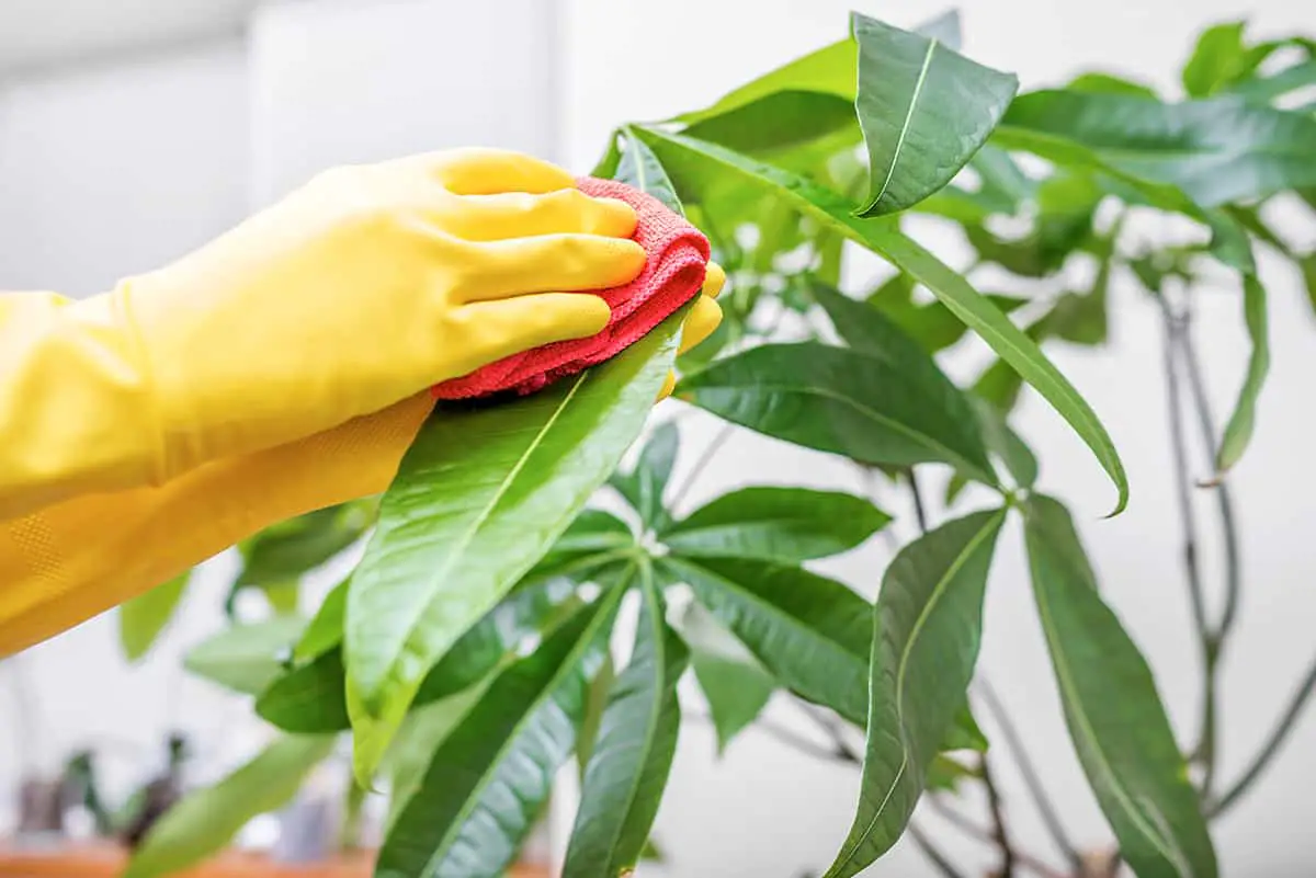 Importance of Cleaning Dust off Houseplants