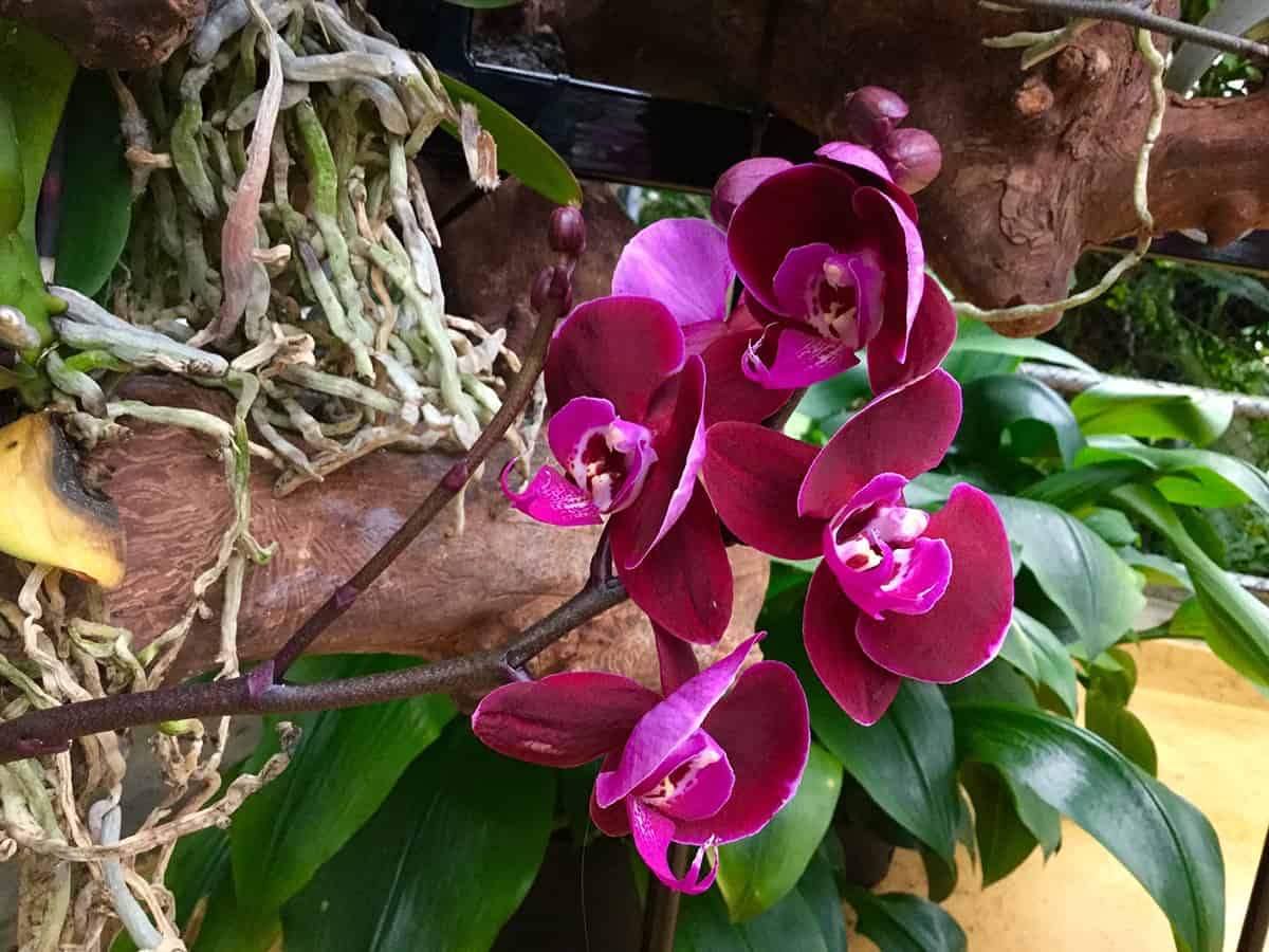 Phalaenopsis Spp. – Specifically Purple Flowered Orchids