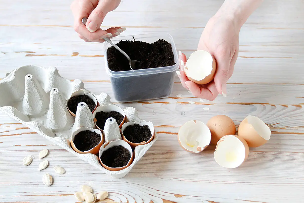 Preparing Eggshells for Use