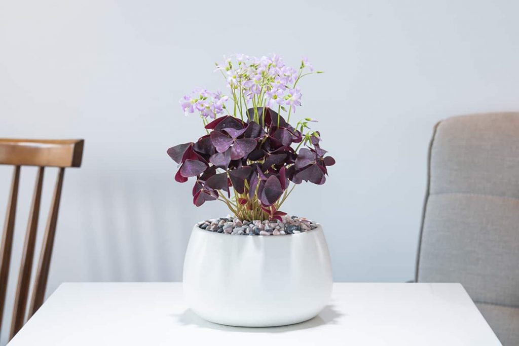 21 Purple Houseplants For a Vibrant Space - Plantglossary