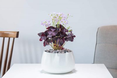 Purple Houseplants
